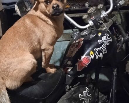 Альфа Другая, об'ємом двигуна 72 л та пробігом 0 тис. км за 12000 $, фото 1 на Automoto.ua