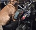 Альфа Другая, об'ємом двигуна 72 л та пробігом 0 тис. км за 12000 $, фото 1 на Automoto.ua