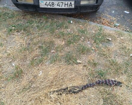 Червоний Ауді 80, об'ємом двигуна 1.8 л та пробігом 300 тис. км за 900 $, фото 6 на Automoto.ua