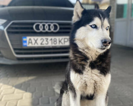 Черный Ауди А4, объемом двигателя 1.97 л и пробегом 272 тыс. км за 20000 $, фото 1 на Automoto.ua