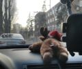 Серый Ауди А4, объемом двигателя 2 л и пробегом 298 тыс. км за 5700 $, фото 9 на Automoto.ua