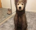 Коричневый Ауди А6, объемом двигателя 2 л и пробегом 20 тыс. км за 85000 $, фото 1 на Automoto.ua