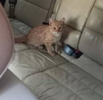 Синій Ауді А6, об'ємом двигуна 2.5 л та пробігом 390 тис. км за 4699 $, фото 16 на Automoto.ua