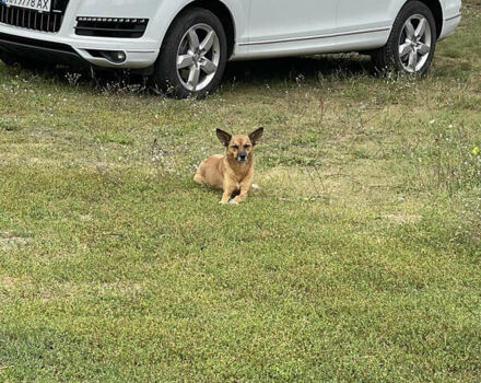 Белый Ауди Ку 7, объемом двигателя 3 л и пробегом 177 тыс. км за 19900 $, фото 7 на Automoto.ua