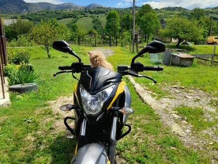 Баджадж Pulsar NS200 2019 у Хусте на Automoto.ua Баджадж Pulsar NS200, об'ємом двигуна 0.2 л та пробігом 0 тис. км за 1780 $, фото 1 на Automoto.ua