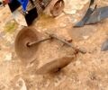 Синий Беларус Другая, объемом двигателя 20 л и пробегом 0 тыс. км за 2500 $, фото 9 на Automoto.ua