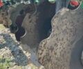 БелоцерковМАЗ Дич, объемом двигателя 0 л и пробегом 0 тыс. км за 5500 $, фото 15 на Automoto.ua