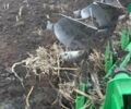 Бомет Бомєт, об'ємом двигуна 0 л та пробігом 0 тис. км за 4100 $, фото 2 на Automoto.ua