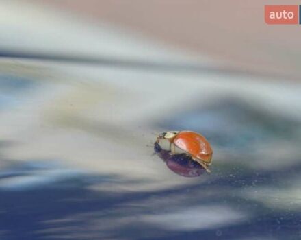 Шевроле Авео 2007 в Хмельницком на Automoto.ua Синий Шевроле Авео, объемом двигателя 1.5 л и пробегом 214 тыс. км за 3850 $, фото 41 на Automoto.ua