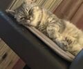 Білий Шевроле Камаро, об'ємом двигуна 2 л та пробігом 72 тис. км за 17999 $, фото 2 на Automoto.ua