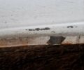 Белый Ситроен Берлинго, объемом двигателя 2 л и пробегом 400 тыс. км за 4200 $, фото 3 на Automoto.ua