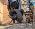 Сітроен С-Елізє, об'ємом двигуна 49 л та пробігом 0 тис. км за 5000 $, фото 1 на Automoto.ua