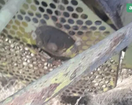 Клаас Доминатор, объемом двигателя 0 л и пробегом 0 тыс. км за 4286 $, фото 4 на Automoto.ua