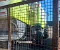 Зелений Клаас Другая, об'ємом двигуна 0 л та пробігом 0 тис. км за 63808 $, фото 5 на Automoto.ua