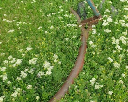 ДТЗ Другая, объемом двигателя 0 л и пробегом 0 тыс. км за 3000 $, фото 7 на Automoto.ua