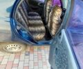 Синий Дэу Сенс, объемом двигателя 1.5 л и пробегом 240 тыс. км за 2200 $, фото 7 на Automoto.ua