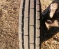 Даф 95 XF 380, объемом двигателя 12.58 л и пробегом 0 тыс. км за 3500 $, фото 3 на Automoto.ua