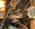 Даф 95 XF 380, об'ємом двигуна 12.58 л та пробігом 0 тис. км за 40000 $, фото 19 на Automoto.ua