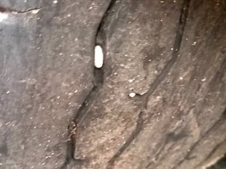 Білий Даф XF, об'ємом двигуна 12 л та пробігом 0 тис. км за 10900 $, фото 1 на Automoto.ua