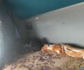Даф Другая, объемом двигателя 14.86 л и пробегом 0 тыс. км за 11000 $, фото 5 на Automoto.ua