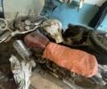 Днепр Другая, объемом двигателя 0.75 л и пробегом 0 тыс. км за 21000 $, фото 2 на Automoto.ua