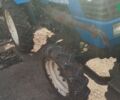 Донг Фенг 244 DG, объемом двигателя 0 л и пробегом 0 тыс. км за 5000 $, фото 1 на Automoto.ua