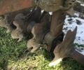 Коричневий Інша Інша, об'ємом двигуна 0 л та пробігом 0 тис. км за 41239 $, фото 4 на Automoto.ua