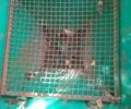 Другая Другая, объемом двигателя 0 л и пробегом 0 тыс. км за 484 $, фото 3 на Automoto.ua