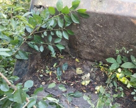 Другая Другая, объемом двигателя 0 л и пробегом 0 тыс. км за 1200 $, фото 5 на Automoto.ua