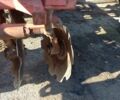 Другая Інша, об'ємом двигуна 0 л та пробігом 0 тис. км за 6000 $, фото 4 на Automoto.ua