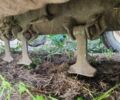 Інша Інша, об'ємом двигуна 0 л та пробігом 0 тис. км за 4400 $, фото 2 на Automoto.ua