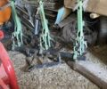 Другая Другая, объемом двигателя 0 л и пробегом 0 тыс. км за 600 $, фото 3 на Automoto.ua