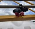Другая Другая, объемом двигателя 0 л и пробегом 0 тыс. км за 14770 $, фото 4 на Automoto.ua