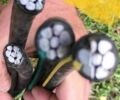 Другая Другая, объемом двигателя 0 л и пробегом 0 тыс. км за 270 $, фото 1 на Automoto.ua