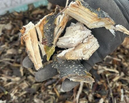 Другая Другая, объемом двигателя 0 л и пробегом 0 тыс. км за 510 $, фото 2 на Automoto.ua