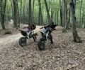 Другая Другая 2023 в Мукачеве на Automoto.ua Другая Другая, объемом двигателя 0.13 л и пробегом 0 тыс. км за 645 $, фото 2 на Automoto.ua