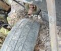 Інша Інша, об'ємом двигуна 0 л та пробігом 0 тис. км за 999 $, фото 2 на Automoto.ua