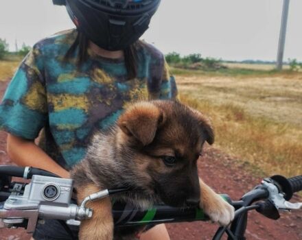 Інша Інша, об'ємом двигуна 0.15 л та пробігом 0 тис. км за 832 $, фото 3 на Automoto.ua