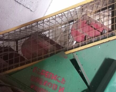 Інша Інша, об'ємом двигуна 0 л та пробігом 0 тис. км за 1185 $, фото 3 на Automoto.ua