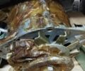 Інша Інша, об'ємом двигуна 6 л та пробігом 100 тис. км за 40000 $, фото 1 на Automoto.ua