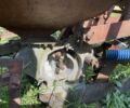 Другая Другая, объемом двигателя 0 л и пробегом 0 тыс. км за 1081 $, фото 4 на Automoto.ua