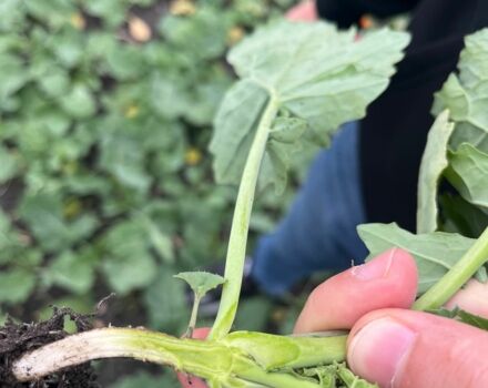 Другая Другая, объемом двигателя 0 л и пробегом 0 тыс. км за 111130 $, фото 14 на Automoto.ua