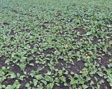 Другая Другая, объемом двигателя 0 л и пробегом 0 тыс. км за 111130 $, фото 13 на Automoto.ua