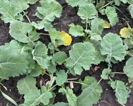 Другая Другая, объемом двигателя 0 л и пробегом 0 тыс. км за 111130 $, фото 12 на Automoto.ua