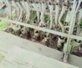 Другая Другая, объемом двигателя 0 л и пробегом 0 тыс. км за 557 $, фото 7 на Automoto.ua