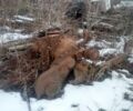 Другая Другая, объемом двигателя 0 л и пробегом 100000 тыс. км за 110000 $, фото 3 на Automoto.ua