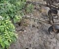 Другая Другая, объемом двигателя 0 л и пробегом 0 тыс. км за 241 $, фото 2 на Automoto.ua