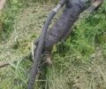 Другая Другая, объемом двигателя 0 л и пробегом 0 тыс. км за 27000 $, фото 5 на Automoto.ua