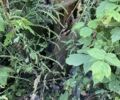 Другая Другая, объемом двигателя 0 л и пробегом 0 тыс. км за 1575 $, фото 2 на Automoto.ua