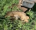 Другая Другая, объемом двигателя 0 л и пробегом 0 тыс. км за 3000 $, фото 3 на Automoto.ua